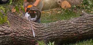 Best Storm Damage Tree Cleanup  in Bar Nunn, WY